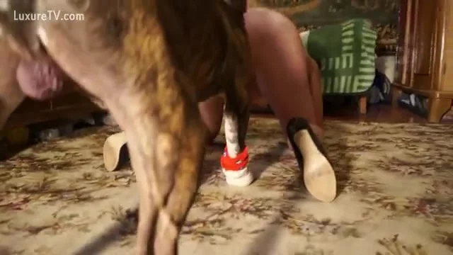 Pit Bull Copulates His Master