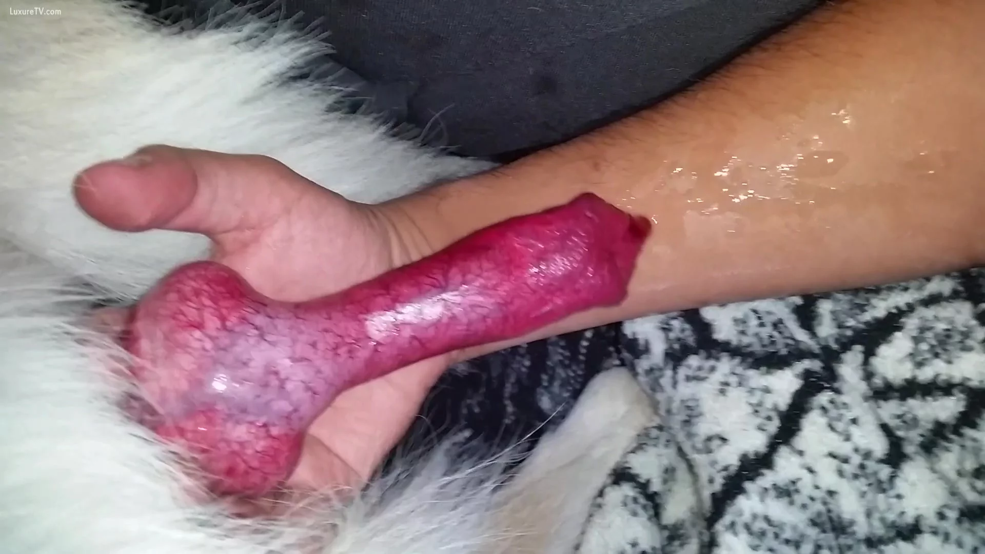 Guy making his dog cum on his arm picture