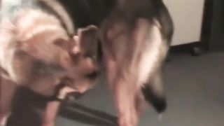 Boy Fucks German Shepard Video