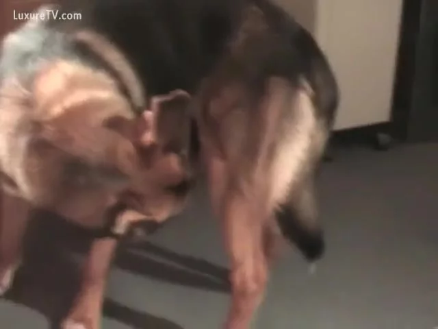 German Shepherd Fucking A Wench