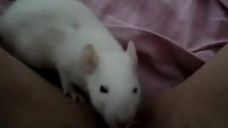 White Rat licks the Vagina of Girl - XXX FemeFun