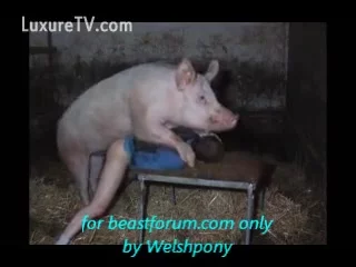 Zoophiliapig