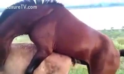 Mare Horse Porn - Horny mustang banging a mare - XXX FemeFun