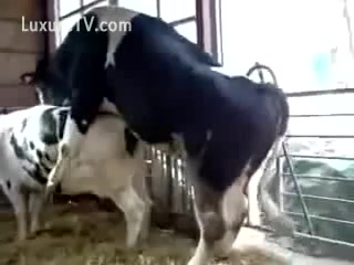 Cows mating with every other - XXX FemeFun