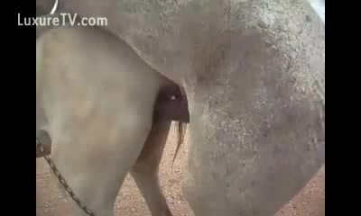 Horse Porn Squirt - Horses in their mating season - XXX FemeFun