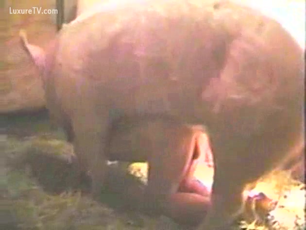 Fuck girl boar Farm porn