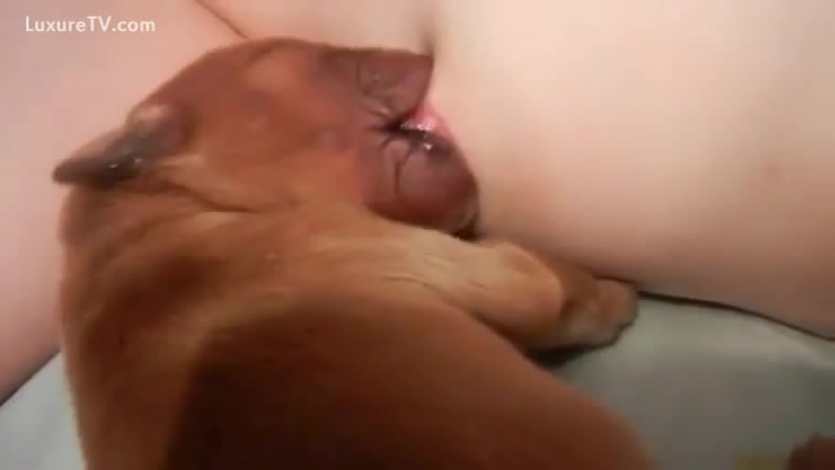 Hot Animal Breastfeeding Porn - Hungry pup engulfing on a tit - XXX FemeFun