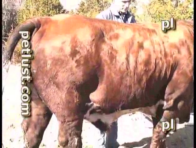 Cow And Horse Xxx - A cow sodomized by an unscrupulous cowboy - XXX FemeFun
