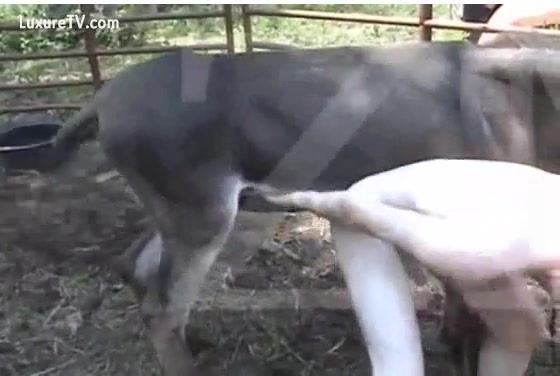 Xxxx Ass Danky - A pervert acquires drilled by a donkey - XXX FemeFun