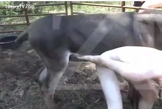 A pervert acquires drilled by a donkey.