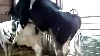 Animal Boy Xxx Cow