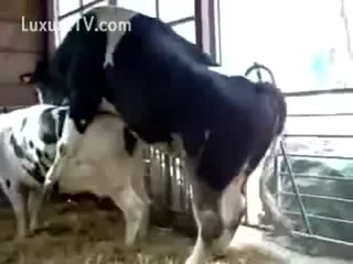 Cow Fuck