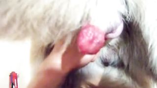 Hindi Xxx Animal - Dog and indian whore enjoy bestiality sex - XXX FemeFun