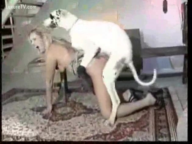 Animalsxnx - Big white dog fucking babe - XXX FemeFun