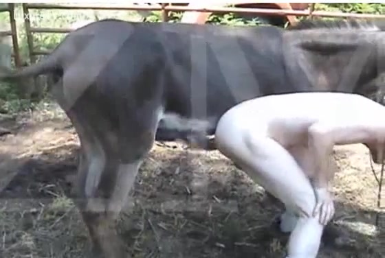 Animal Ke Sath Shambhu Karti Hui Xxx Video - Guy excites bull and acquires drilled - XXX FemeFun