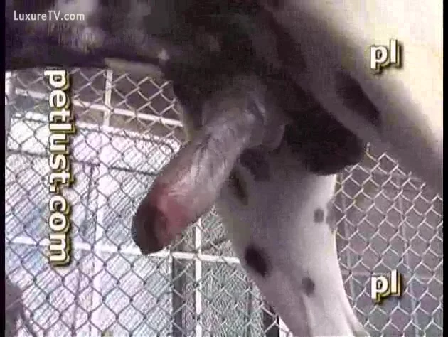 Man Fucks A Dalmatian Xxx Femefun