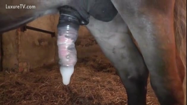 Comdom Wali Sex Download - Condom on a horse 10-Pounder - XXX FemeFun