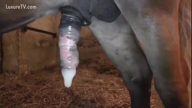 Horse cumming in condom - 🧡 Horses with condoms on Also horse cum...