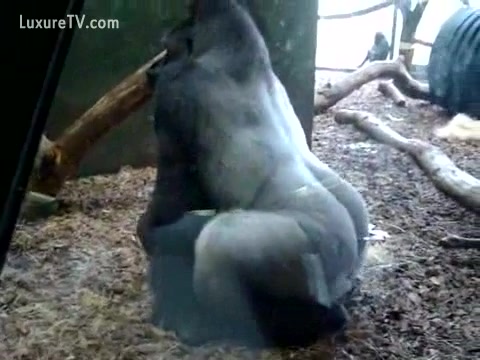 Xxx Dog And Gorila Video - Huge silverback gorilla fucking his cage fellow - XXX FemeFun