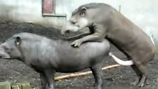 Animal porno pig fuck woman