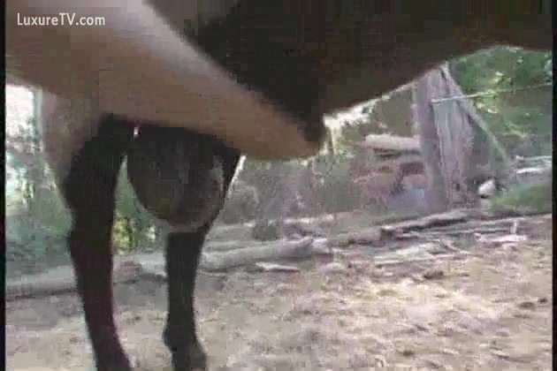 Women Giving Dogs A Handjob