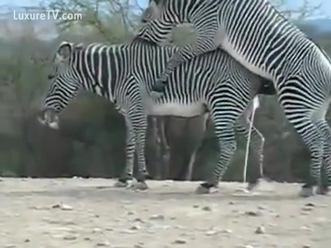 Audience Enjoy the Live Show of Two Zebras Fucking - XXX FemeFun