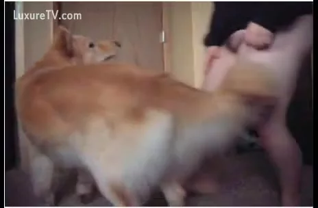 Chubby girl bows over so her dog can group sex her on episode