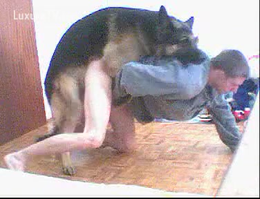 German Shepherd Anime Porn - Large German Shepard arse fucking his most good buddy - XXX ...