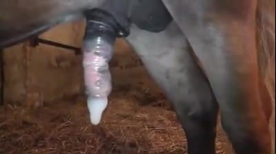 Pony Fucks Woman - Pony fucks babe's ass and cums in a condom after a rough zoo ...