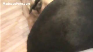 Black aroused dog amazingly finishes in its lewd mistress after fucking