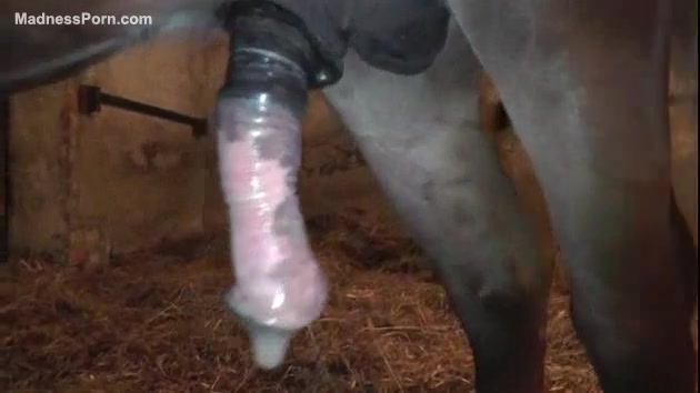 Extraa Smaal First Time Sex Bleeding Xxx - Small horse cums after a valuable sex with its owner - XXX FemeFun