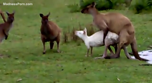 Dog Fuck With Goat - Fuck-hungry kangaroo is having intercourse with a sheep - XXX FemeFun