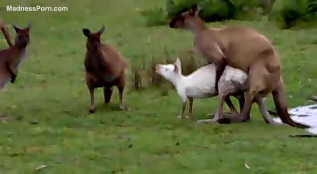 Fuck-hungry kangaroo is having intercourse with a sheep ...