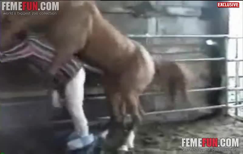 800px x 508px - Man gets fucked by a horse in insane zoophilia scenes caught ...