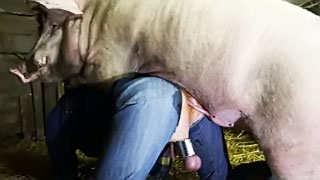 A Pig fucks a my crazy husband and injected large dose boar sperm ...