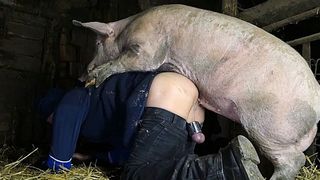 Pig Porn Pig Xxx Brazzers - Pig Extreme Sex Videos