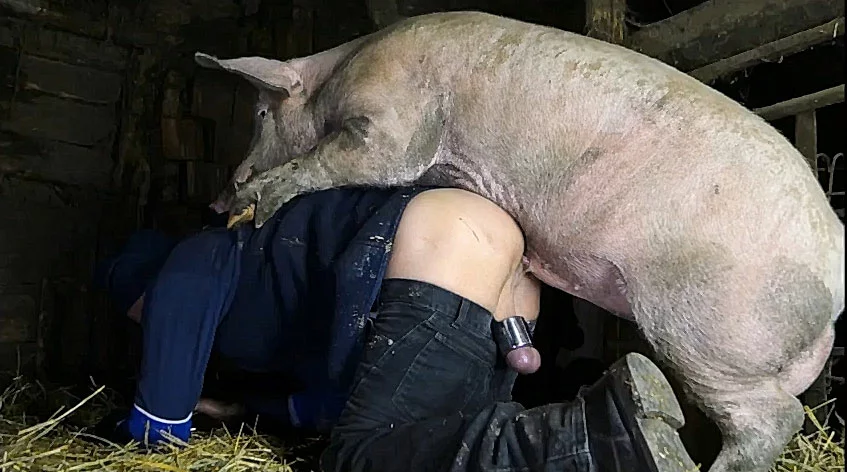 Boar fucking a dude in his ass in this beastiality barn scene! 