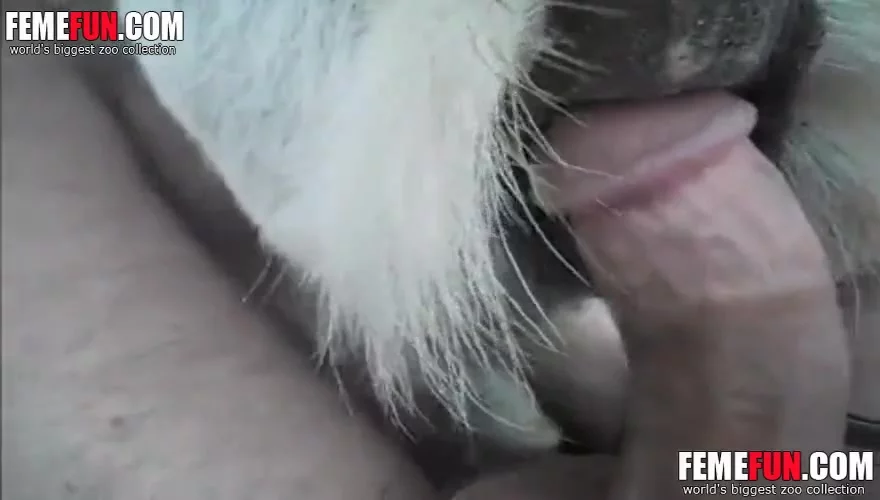 with his goats, Amateur, guy, sex, hard, Goat, bath, dick, neighbor, blond,...