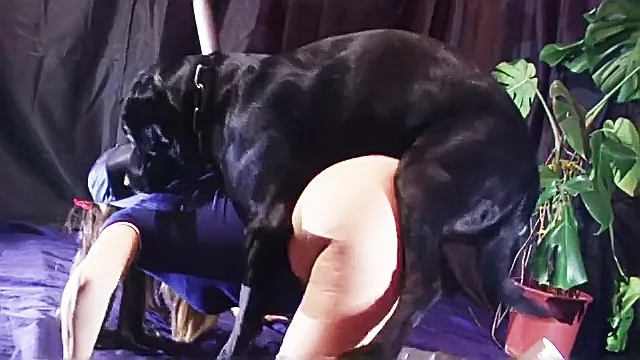 Hund Leckt Frauchen