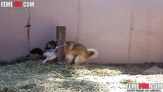 slave animal sex tube slave animal sex tube