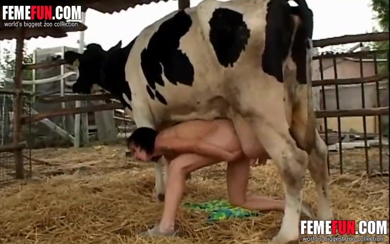 Xxx Cow Man B F - Slut milks a cow and sprays the cow's milk on her big tits and ...