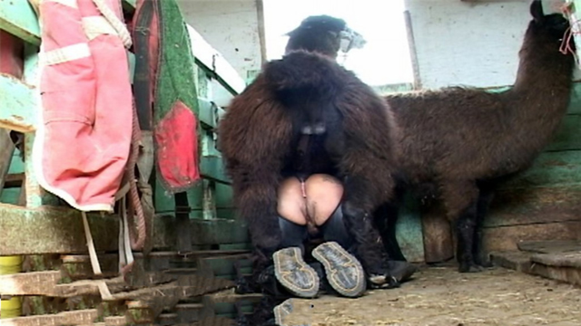 Goat And Boy Xxxx - Big lama fucks a Girl - [ Beastiality XXX ] - XXX FemeFun