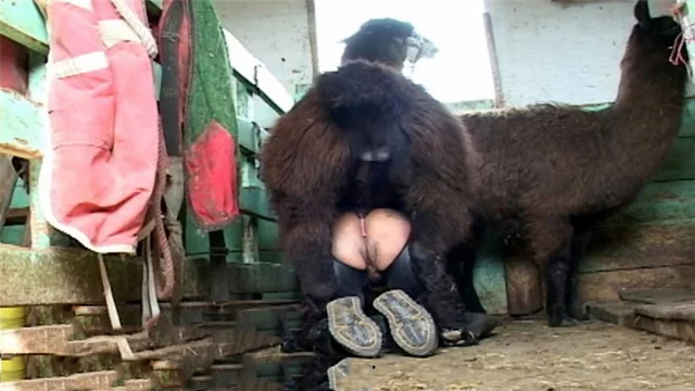 Big Lama Fucks A Girl Beastiality Xxx Xxx FemefunSexiezPix Web Porn