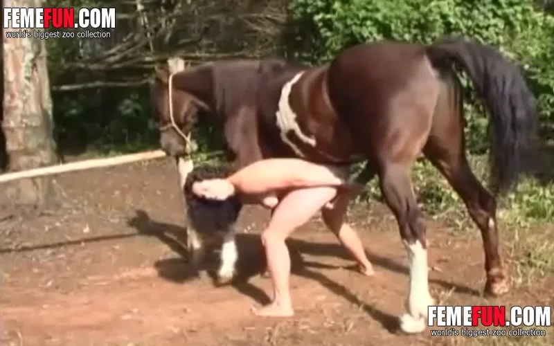 Horse Animal Sex