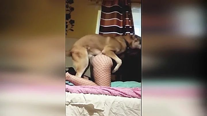 Dog Explores A Womans Pussy And Fucks It So Hard In An Animal Porn