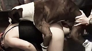 320px x 180px - Amateur zoo video of XXX dog satisfying perverted girl's pussy ...