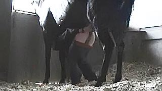 XXX girl climbs under a black horse and animal willingly fucks her ...