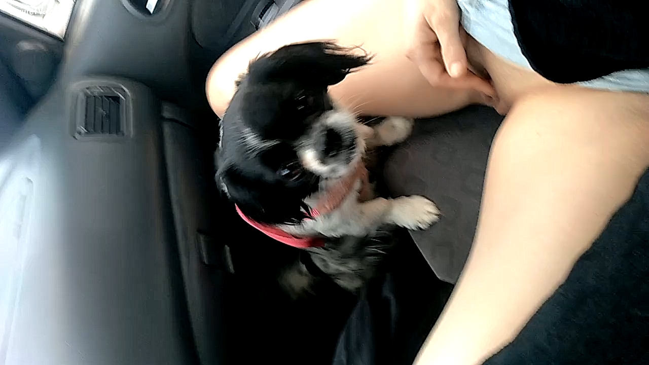 Amateur girl getting her slit licked by her dog while driving her photo