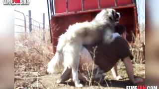 Dogi Boy Sex - Animal sex on the farm between dog and boy - XXX FemeFun