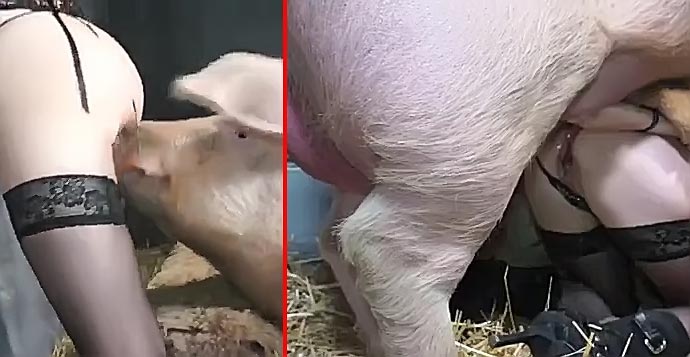 690px x 357px - Zoophile sneaks in the barn to try XXX copulation with excited pig - XXX  FemeFun